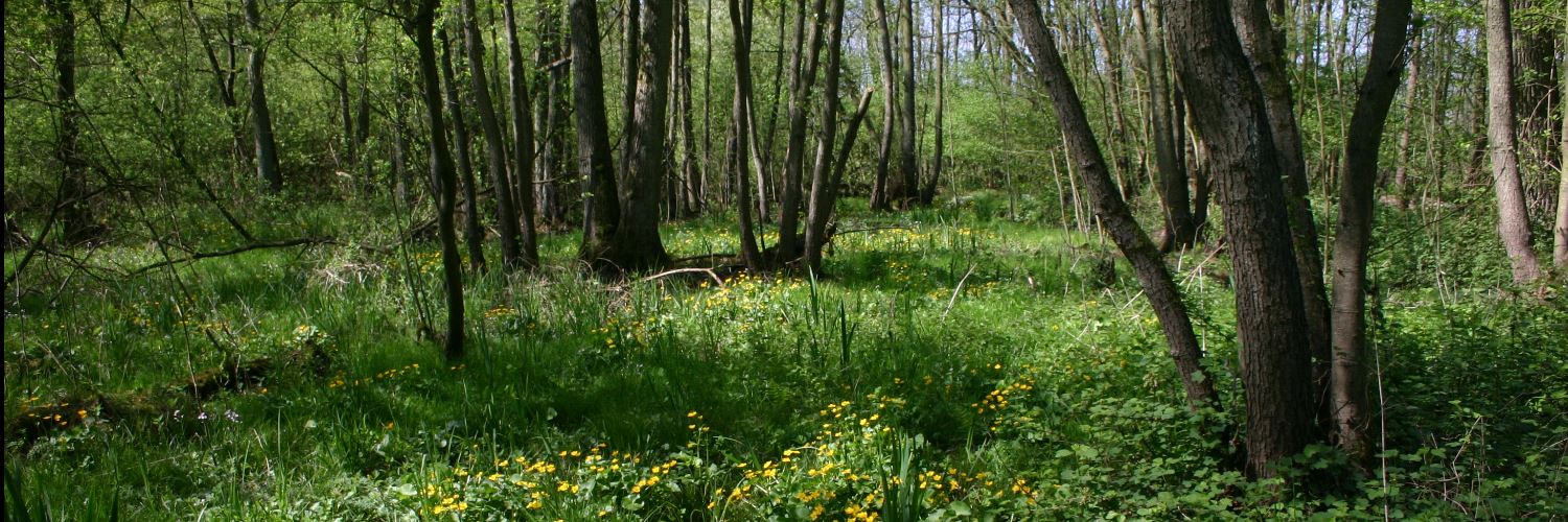 Dotterbloemenbroekbos Hoosden